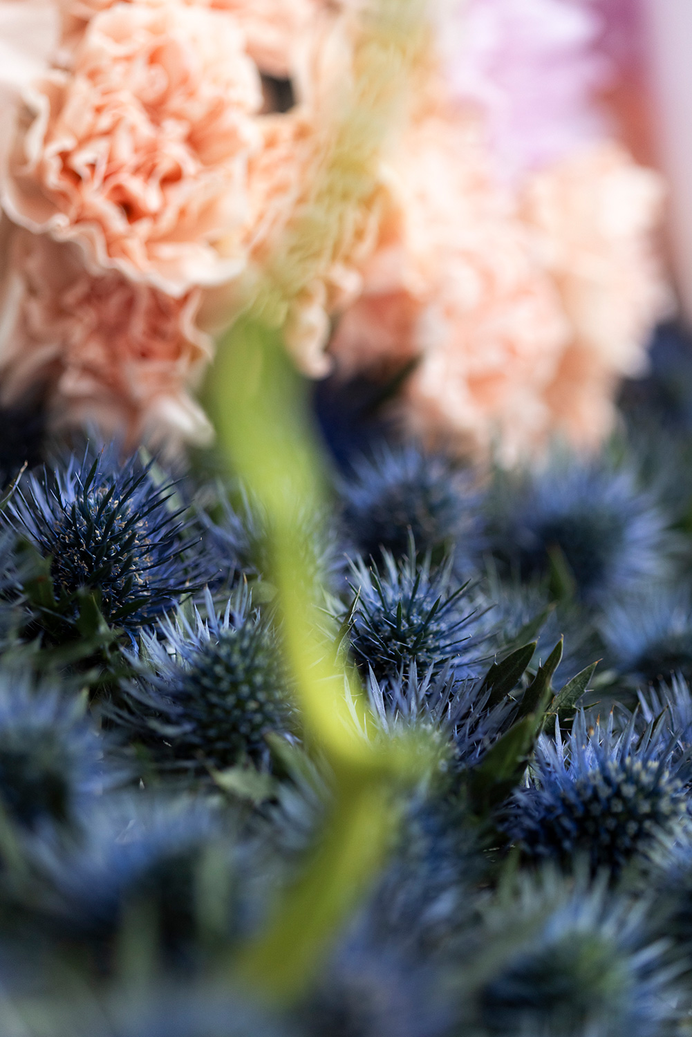 Festival Flora