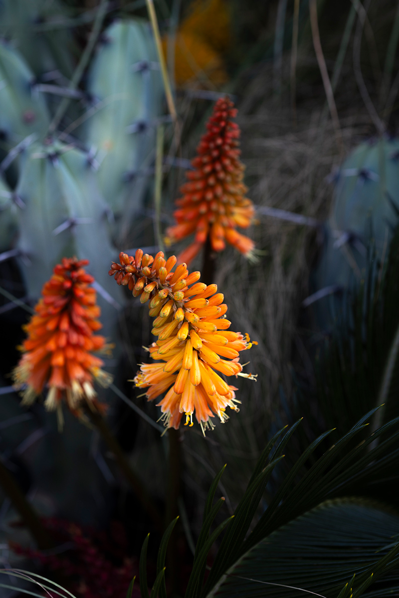 Festival Flora